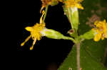 Wreath goldenrod